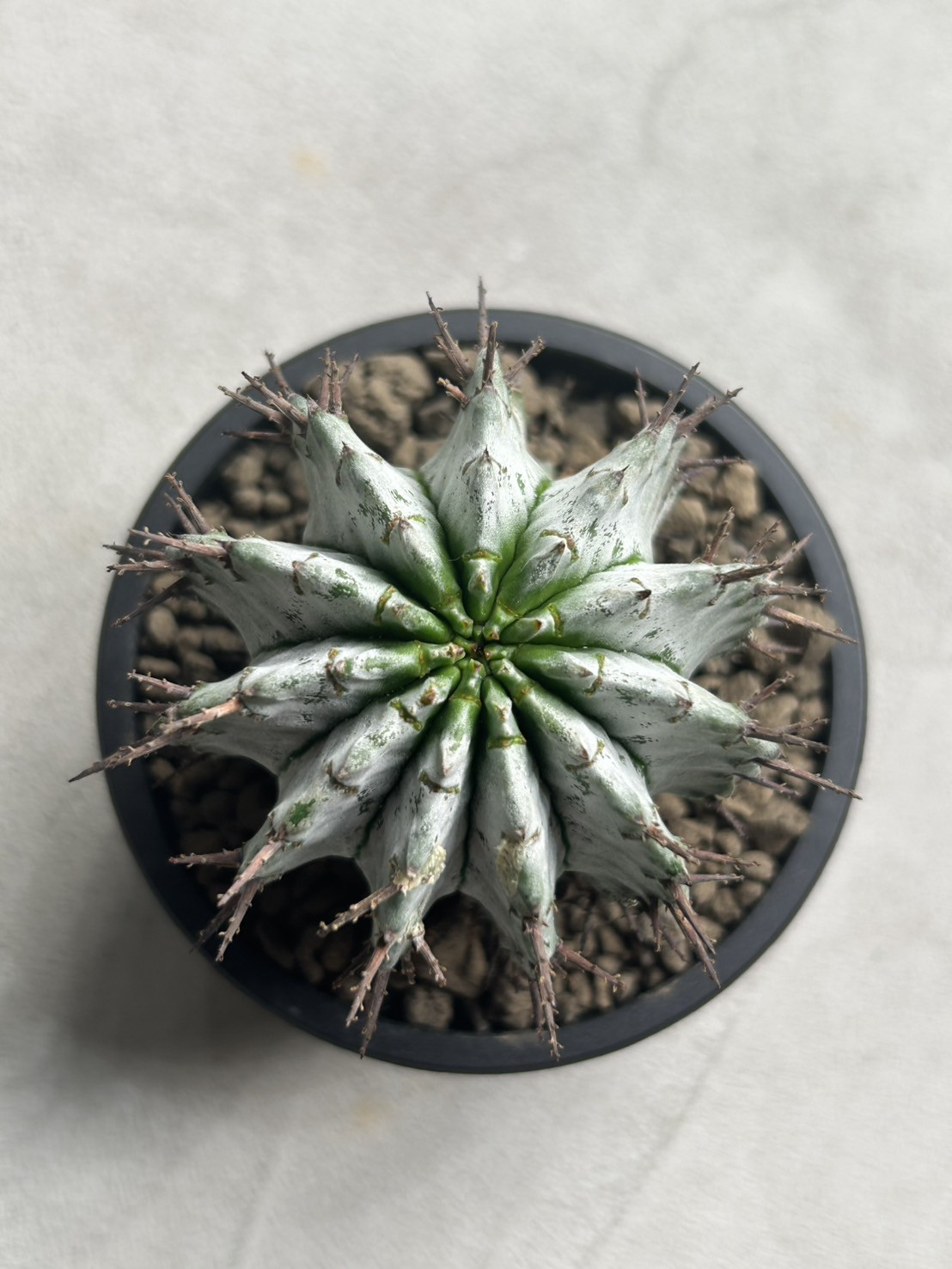 ユーフォルビア　ホリダ