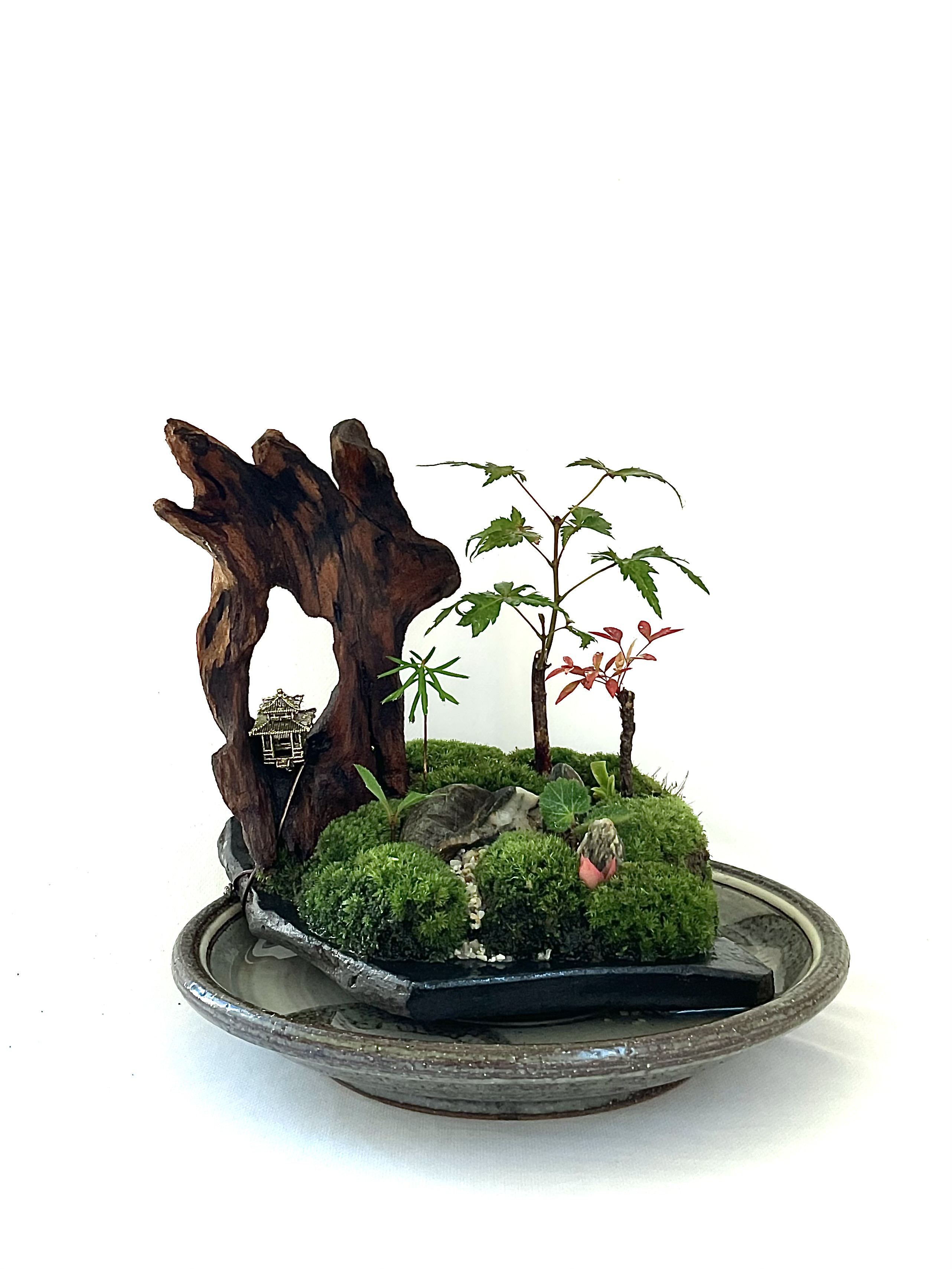 苔盆景　苔盆栽　静寂の庭 ― 木漏れ日の苔景 ―