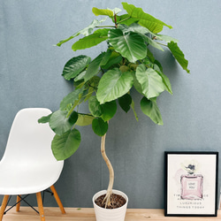 現品］【珍しい】80番 フィカス エベレスト 曲がり 7号 観葉植物 室内