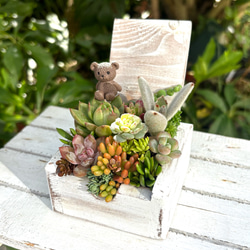 ペルシア 多肉植物 エケベリア 抜き苗 大苗 多肉植物 galleryk's植物