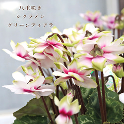 鉢花 洋ラン シンビジウム 月あかり 2本立ち ホワイトピンク H約60cm