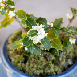 ＊ヒイラギ盆栽（香り姫）＊陶板プレゼント＊ 2枚目の画像