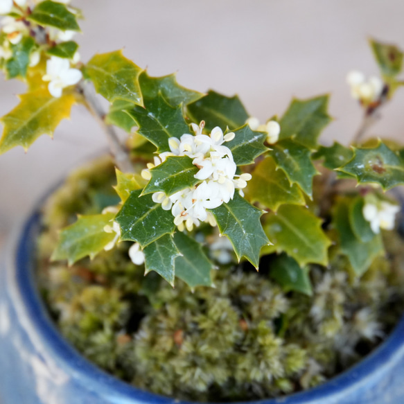 ＊ヒイラギ盆栽（香り姫）＊陶板プレゼント＊ 2枚目の画像
