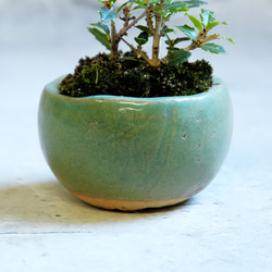 ＊ヒイラギ盆栽（香り姫）＊陶板プレゼント＊ 6枚目の画像