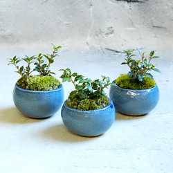 ＊ヒイラギ盆栽（香り姫）＊陶板プレゼント＊ 3枚目の画像