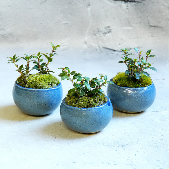 ＊ヒイラギ盆栽（香り姫）＊陶板プレゼント＊ 3枚目の画像