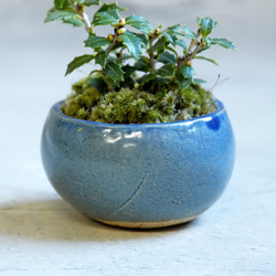 ＊ヒイラギ盆栽（香り姫）＊陶板プレゼント＊ 5枚目の画像