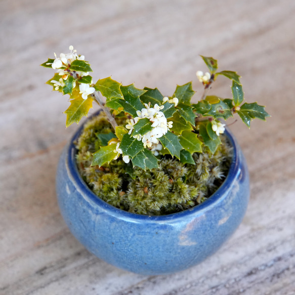 ＊ヒイラギ盆栽（香り姫）＊陶板プレゼント＊ 1枚目の画像