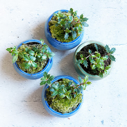 ＊ヒイラギ盆栽（香り姫）＊陶板プレゼント＊ 4枚目の画像