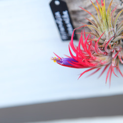 現品【P. Pegasus】ビカクシダ ペガサス No320 多肉植物 匠かけつぎ