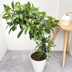 ドラセナ コンシンネ マジェンタ 8【現品】観葉植物 室内 大型 その他