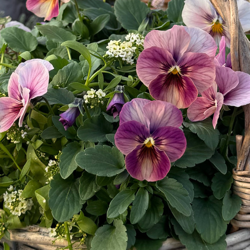 ピンク色パンジーとビオラの寄せ植え アートフラワー Ohano 通販