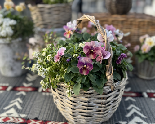 ピンク色パンジーとビオラの寄せ植え アートフラワー Ohano 通販