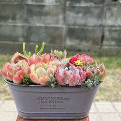 ☆送料無料☆♡そのまま飾れる♡ハロウィンの多肉植物寄せ植え