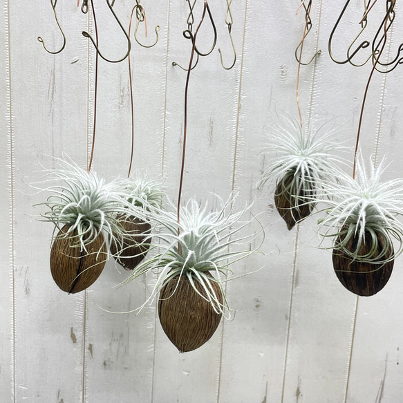 癒しセット♪ エアプランツ3種セット スパニッシュモス太葉 イオナンタ3個 テクトラム×ミントラボールハンギング 10枚目の画像