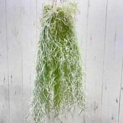 癒しセット♪ エアプランツ3種セット スパニッシュモス太葉 イオナンタ3個 テクトラム×ミントラボールハンギング 11枚目の画像