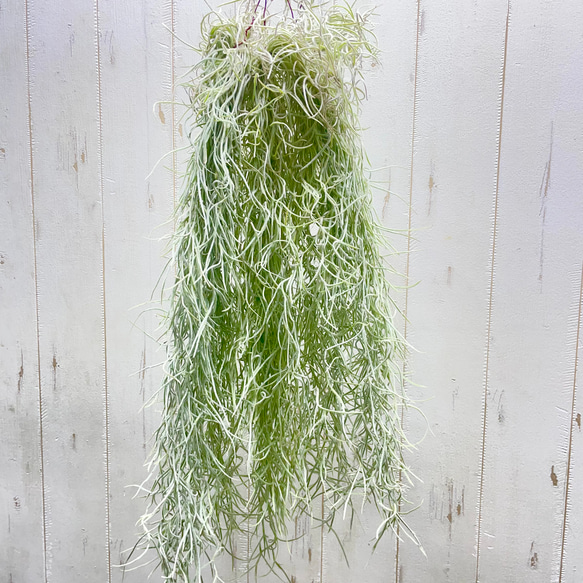 癒しセット♪ エアプランツ3種セット スパニッシュモス太葉 イオナンタ3個 テクトラム×ミントラボールハンギング 11枚目の画像