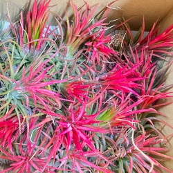 癒しセット♪ エアプランツ3種セット スパニッシュモス太葉 イオナンタ3個 テクトラム×ミントラボールハンギング 7枚目の画像