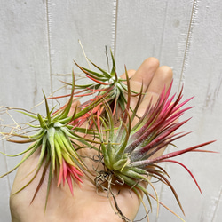 癒しセット♪ エアプランツ3種セット スパニッシュモス太葉 イオナンタ3個 テクトラム×ミントラボールハンギング 6枚目の画像