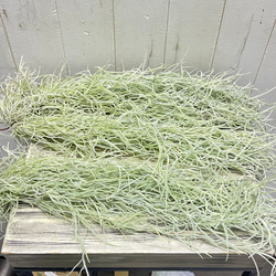 癒しセット♪ エアプランツ3種セット スパニッシュモス太葉 イオナンタ3個 テクトラム×ミントラボールハンギング 4枚目の画像