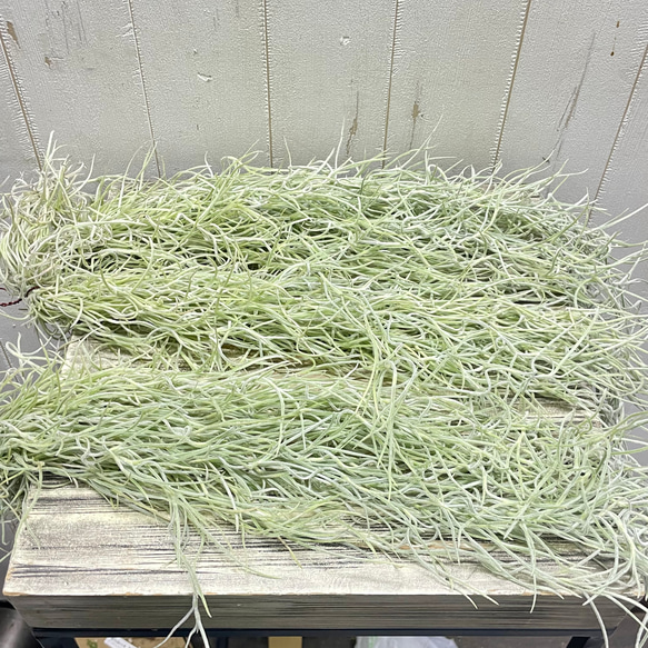 癒しセット♪ エアプランツ3種セット スパニッシュモス太葉 イオナンタ3個 テクトラム×ミントラボールハンギング 4枚目の画像