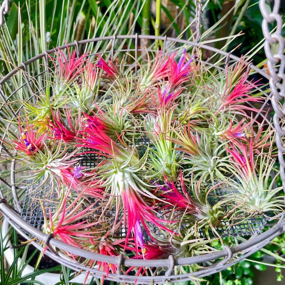 癒しセット♪ エアプランツ3種セット スパニッシュモス太葉 イオナンタ3個 テクトラム×ミントラボールハンギング 8枚目の画像