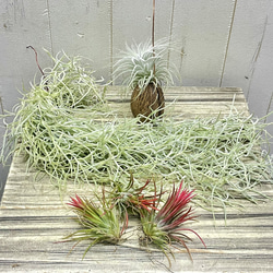 癒しセット♪ エアプランツ3種セット スパニッシュモス太葉 イオナンタ3個 テクトラム×ミントラボールハンギング 1枚目の画像