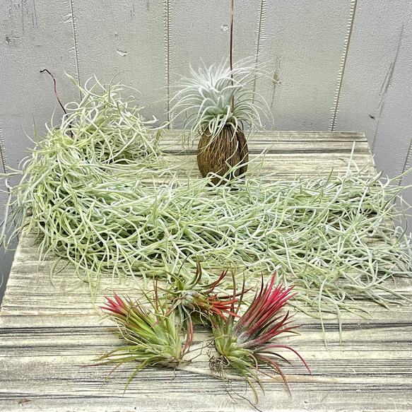 癒しセット♪ エアプランツ3種セット スパニッシュモス太葉 イオナンタ3個 テクトラム×ミントラボールハンギング 1枚目の画像