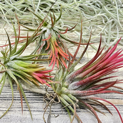 癒しセット♪ エアプランツ3種セット スパニッシュモス太葉 イオナンタ3個 テクトラム×ミントラボールハンギング 5枚目の画像