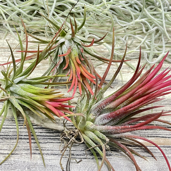 癒しセット♪ エアプランツ3種セット スパニッシュモス太葉 イオナンタ3個 テクトラム×ミントラボールハンギング 5枚目の画像