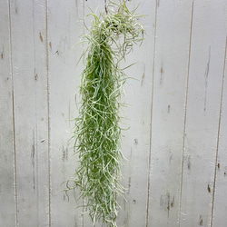 癒しセット♪ エアプランツ3種セット スパニッシュモス太葉 イオナンタ3個 テクトラム×ミントラボールハンギング 2枚目の画像