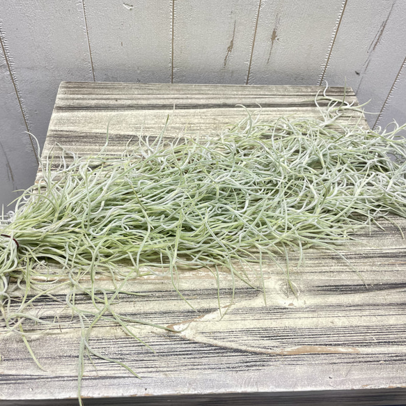 癒しセット♪ エアプランツ3種セット スパニッシュモス太葉 イオナンタ3個 テクトラム×ミントラボールハンギング 3枚目の画像