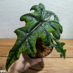 送料無料】ミクロソリウム ディべルシフォリウム『カンガルーファーン