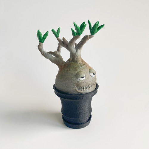 パキポン】パキポディウムグラキリスの妖精 黒鉢 オブジェ 塊根植物