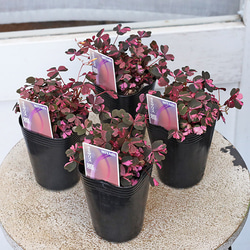 花苗 常緑樹 ギョリュウバイ 八重 赤 4号ポット その他インテリア雑貨