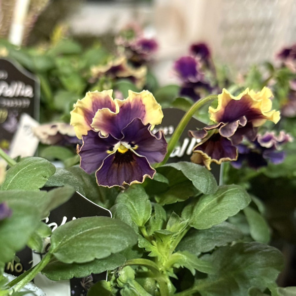 松原園芸さん】アンティークビオラ「ファルファリア No.19」 花苗 花