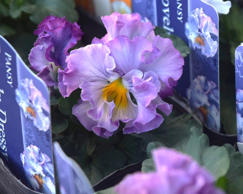 52131ee401cba4f669ef5eb90dafa7