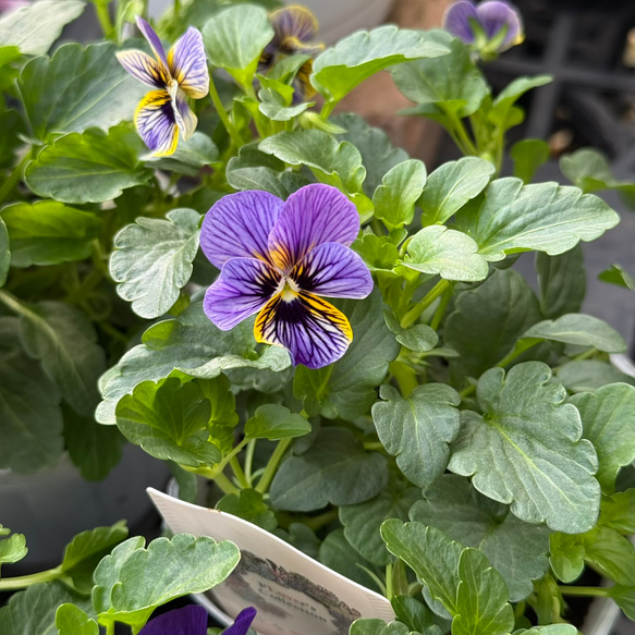 ビオラ「ブルータイガー」 花苗 花 苗 ガーデニング 園芸 フラワー