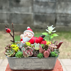 ☆送料無料☆♡そのまま飾れる♡クリスマス☆トナカイの多肉植物寄せ