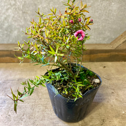 常緑低木 苗木 エリオステモン プロファッション アートフラワー plant