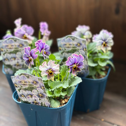 多肉植物 赤葉日高ミセバヤ その他素材 spark garden いやしの園 通販