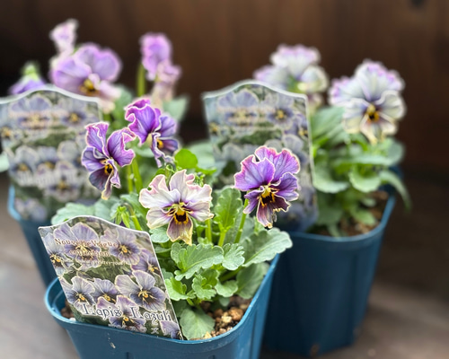 ヌーヴェル ヴァーグ「ラピスラズリ」サトウ園芸さん その他素材 Comu