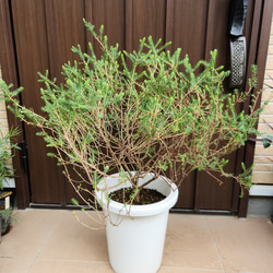 ユーフォルビア フィヘレネンシス 鉢植え 苗 多肉植物 サボテン