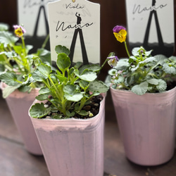 野ばらの実 5本 赤い実 ノイバラ ノバラの実 ローズヒップ ドライ