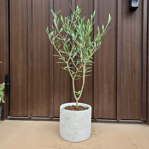 超特良 盆栽仕立て オリーブ 観葉植物 シンボルツリー 楽天市場