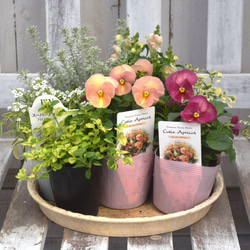 ローダンセマム」のナチュラル寄せ植え ※寄せ植え完成品 ブリキ鉢 寄せ