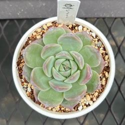 多肉植物 エケベリア 夕焼けの舞 抜き苗 その他インテリア雑貨 MUSUBU