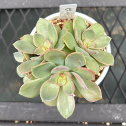 多肉植物 エケベリア ルナレン 抜き苗 その他インテリア雑貨 MUSUBU