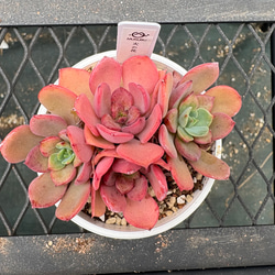多肉植物 エケベリア ルドルフ 抜き苗 その他インテリア雑貨 MUSUBU
