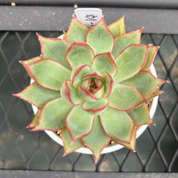 多肉植物【夕焼けの舞】抜き苗 多肉植物 エケベリア 夕焼けの舞 抜き苗 その他インテリア雑貨 MUSUBU